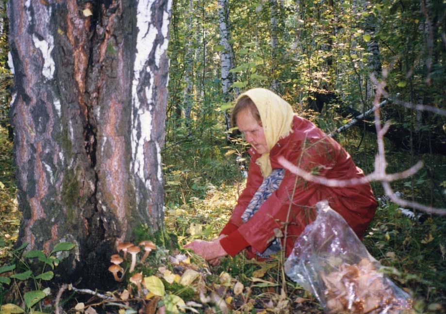Мария Сосновских собирает грибы в харловском лесу.